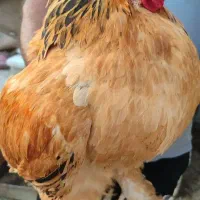 خروس برهما