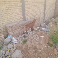 یک راس بز