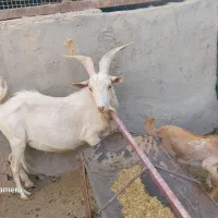 نری سانن