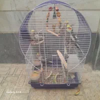 ۴ تا عروس هلندی