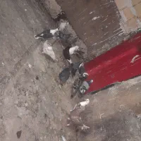 کبوتر پلاکی و رنگی معاوضه با مرغ محلی