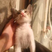 واگذاری گربه