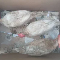 مرغ سفید تخم گذار