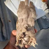 کفتر قهوه ای دمسفید