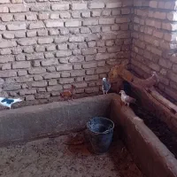 ۶ عدد کبوتر جوانه وجوجه