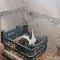 سینه سیاه
