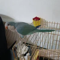 پرنده راهب