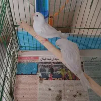 قناری سیلور اورجینال