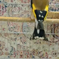 جوجه سهره قناری خاکی شاتخم