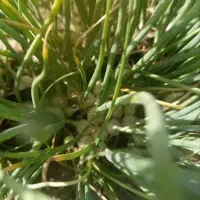 غده پیاز|خوردنی و آشامیدنی|جیرفت, |دیوار