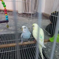 یک جفت مرغ عشق سالم