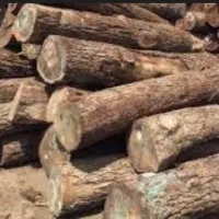 خرید چوب وبرش درخت