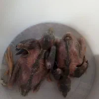 مرغ مینا