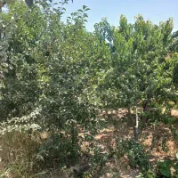 باغچه ۸۰۰متری
