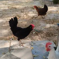 مرغ و خروس