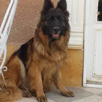 سگ ژرمن جفت نر و ماده