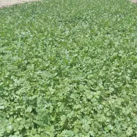گشنیز تازه
