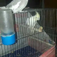عروس هلندی نرو ماده
