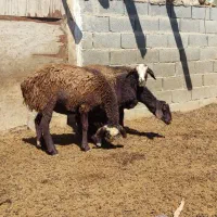 بره ماده