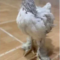جوجه برهما لایت یک ماهه