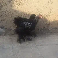 یک جفت جوجه برهما اصیل