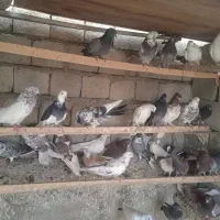 کبوتر پرشی