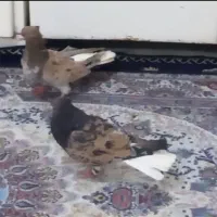 یک جفت سرور دم سفید اتشین/ دوتا نر کله ای/۶ تاطوقی