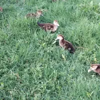 جوجه اردک شوروی