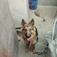 سگ ژرمن