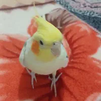 عروس هلندی نر