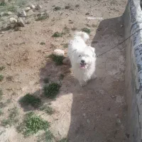 سگ پاکوتاه