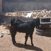 چکل داشتی