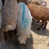 بره ماده