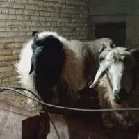 دوعدد بره نر