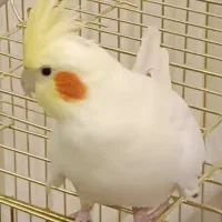 مژدگانی عروس هلندی گمشده