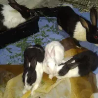 خرگوش 2ماهه