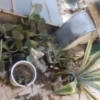 گل کاکتوس