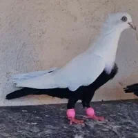 کبوتر نرو ماده دم سیاه