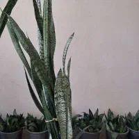 گل سانسوریا سبز شمشیری
