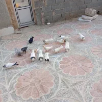 کفتر طوقی،زاغ،کاشانی به شرط