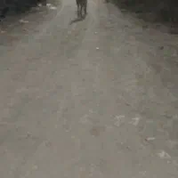 سگ افغان