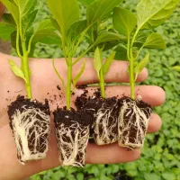 تولید مکانیزه انواع نشا هندوانه،نشاء گوجه،فلفل و