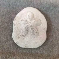 فسیل ستاره دریایی