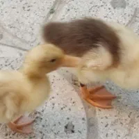 جوجه اردک