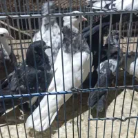 حراج کبوتر