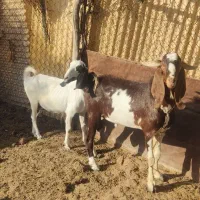 پازن و بز