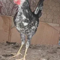 خروس گلین چهل تاج، در کاکی