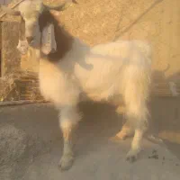 بز نر