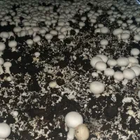 واگذاری رایگان ۱۵ تن کمپوست قارچ (کود آلی)