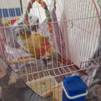 فروش گرینچیک وعروس هلندی